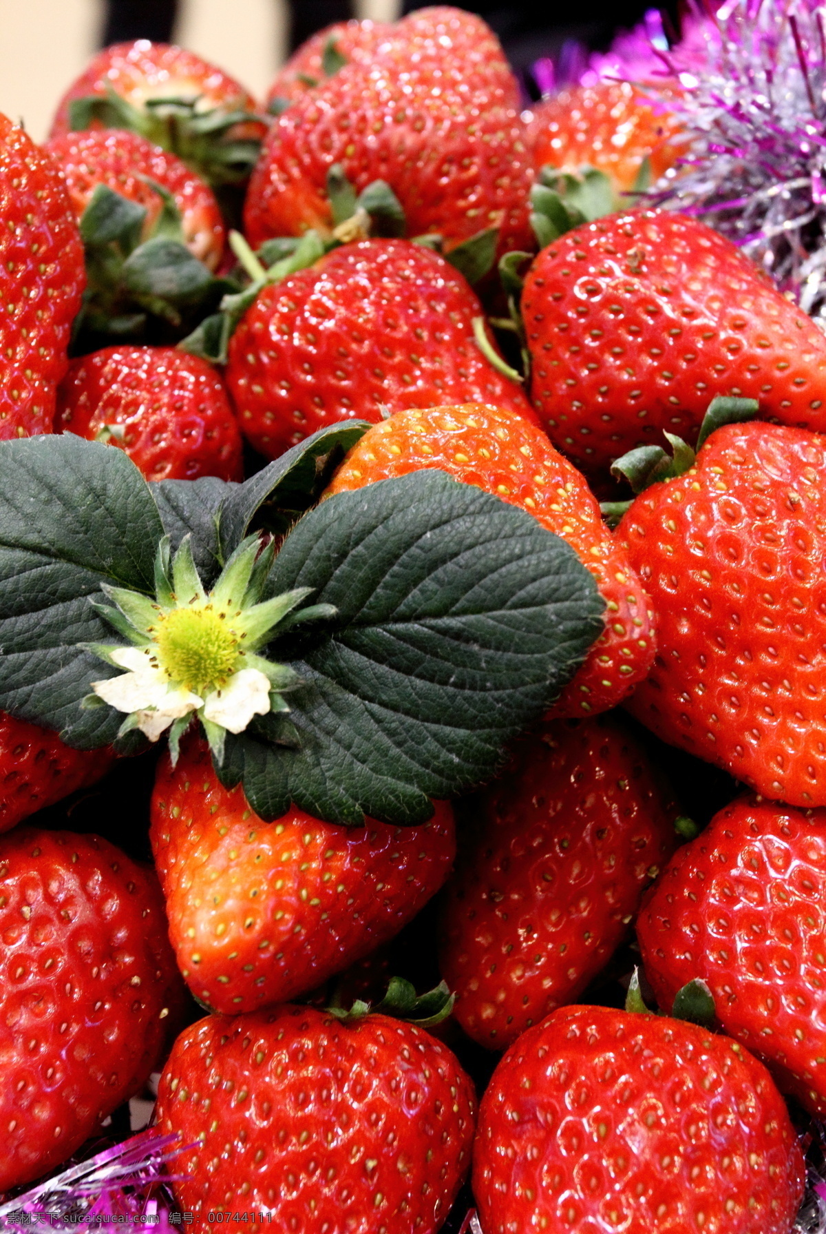 草莓 采摘 农业 创新农业 科技栽培 无土栽培 栽培 生物世界 水果