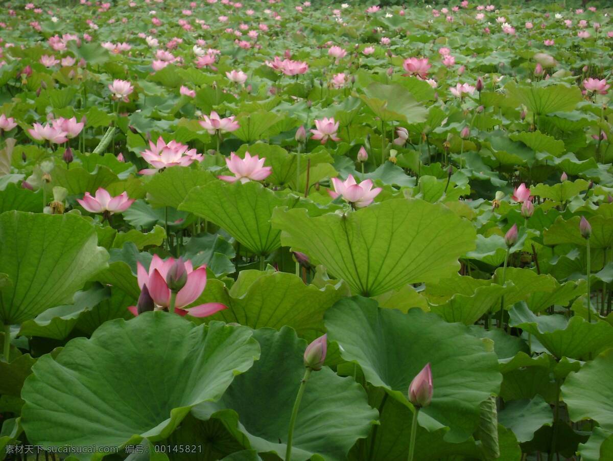 莲花池 荷花 莲花 莲花图 莲花图片 莲花白 莲花荷花 风景 生活 旅游餐饮