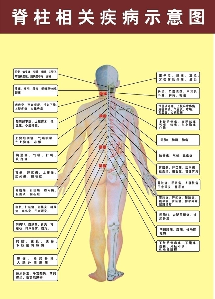 脊柱相关疾病 脊柱图 疾病 人体结构 医疗美容 医疗保健 生活百科 矢量