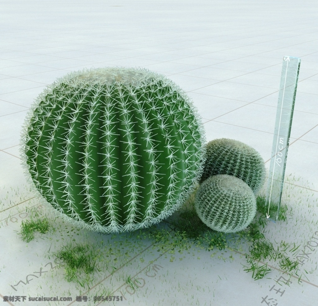 仙人球 植物 景观植物 园林植物 单体模型 vray模型 室内模型 3d设计 max