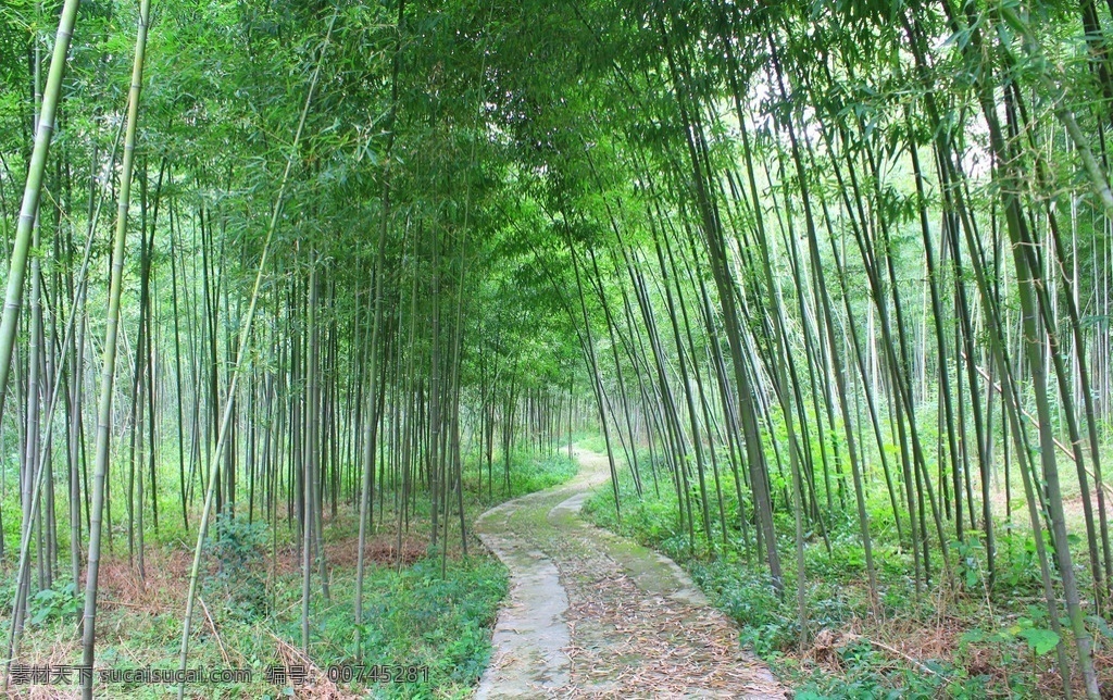 竹林 竹子 竹子摄影 竹海 竹杆 双溪漂流竹子 竹 雅竹 杭州旅游风景 竹林深处 竹林小径 生物世界 树木树叶