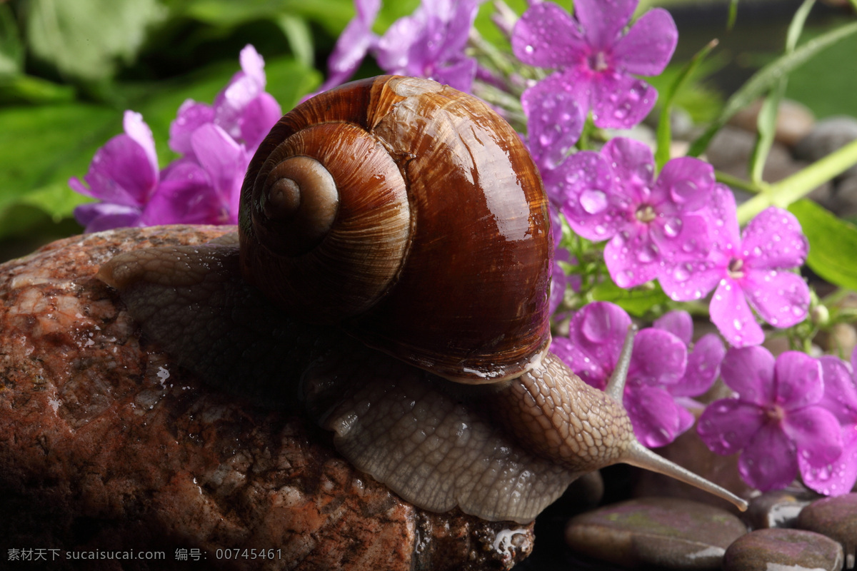 蜗牛 动物 爬行 无脊椎动物 花纹 触角 贝壳 石头 上 花朵 鲜花 花卉 昆虫世界 生物世界 黑色