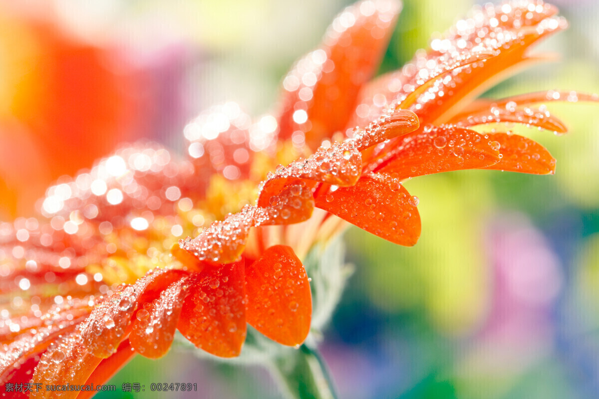 鲜花 露珠 花卉 花朵 水珠 美丽鲜花 鲜花背景 鲜花底纹边框 花草树木 生物世界