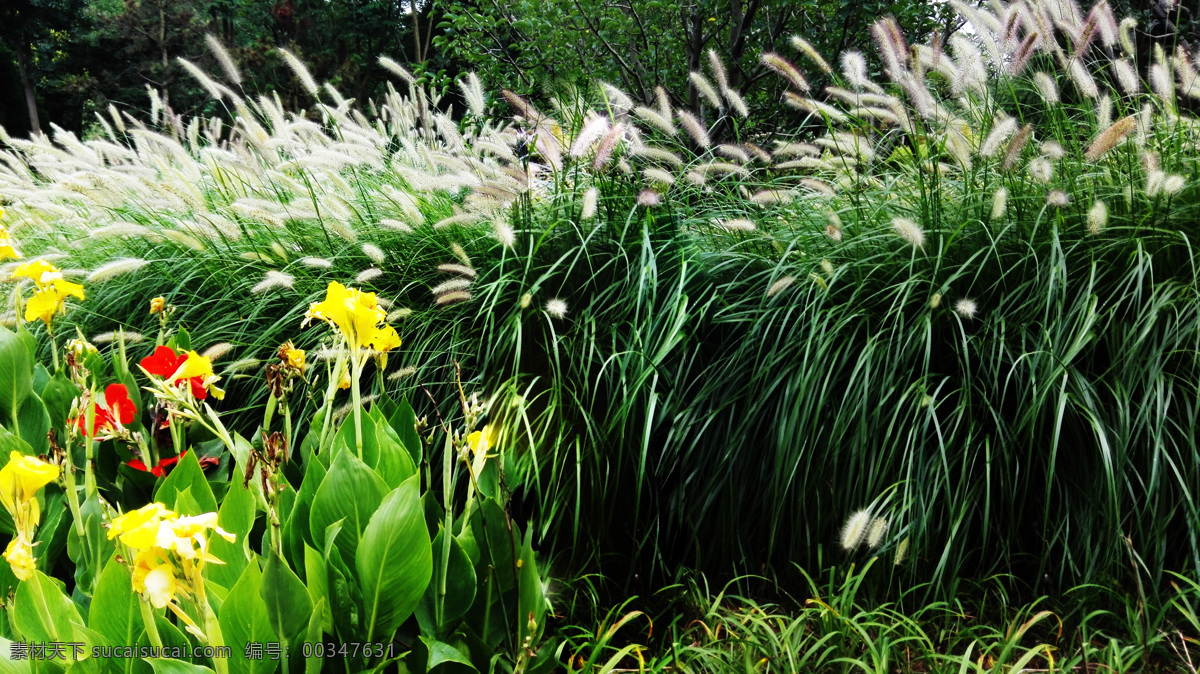 美人蕉狼尾草 美人蕉 狼尾草 黄花 花枝 毛草 草 花丛 草丛 鲜花 花香 花卉 花草 花树 树 树枝 绿叶 叶子 叶 绿色 花园 公园 园艺 路 小路 道路 生物世界 春天 春日 盛开 绽放 浪漫 高清 230pi 摄影草树 建筑园林 园林建筑