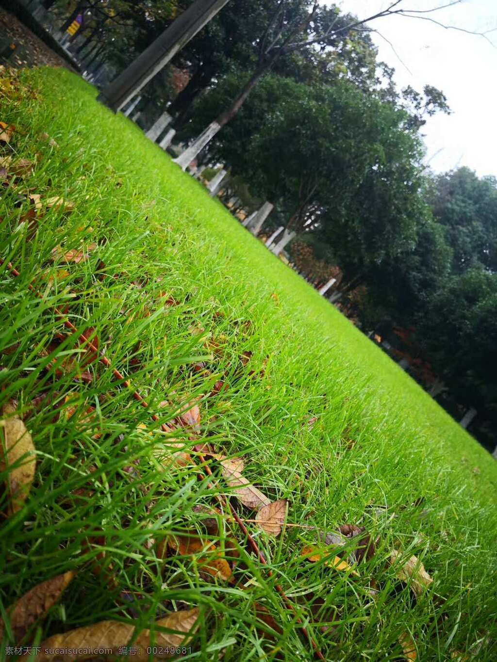 青草 草 草坪 落叶 绿草 黄叶 树林 雨后 雨天 自然景观 自然风景