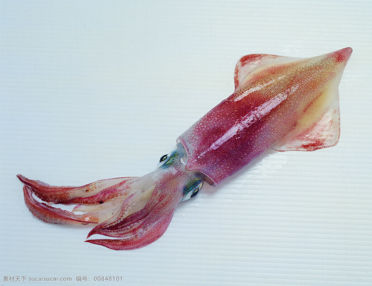 全球 首席 大百科 海鲜 螃蟹 乌贼 鱼 章鱼 牡蛎 蛤蜊 生物世界