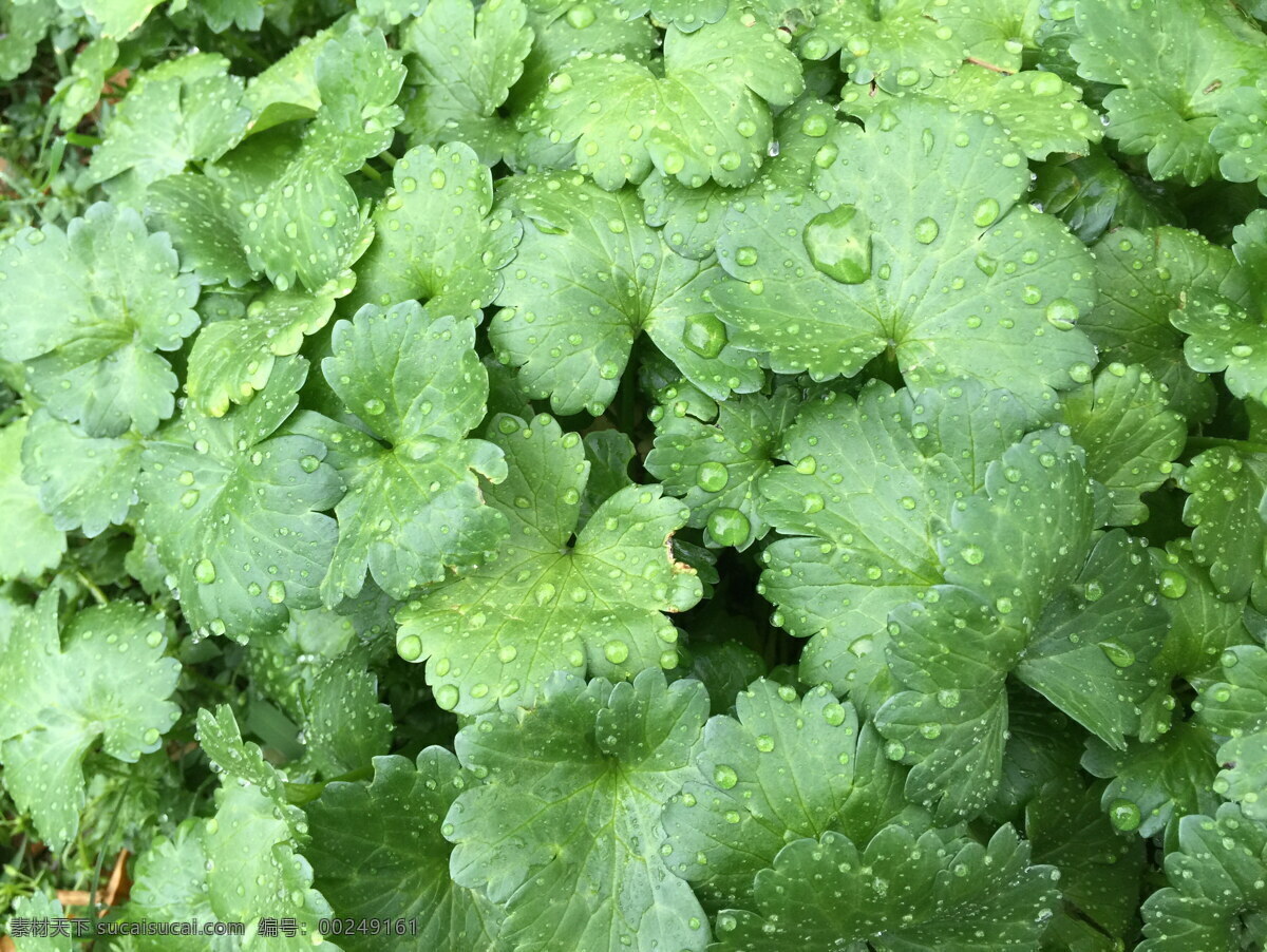 草本植物叶子 草本植物 绿色草本 绿色植物 植物叶子 叶子图片