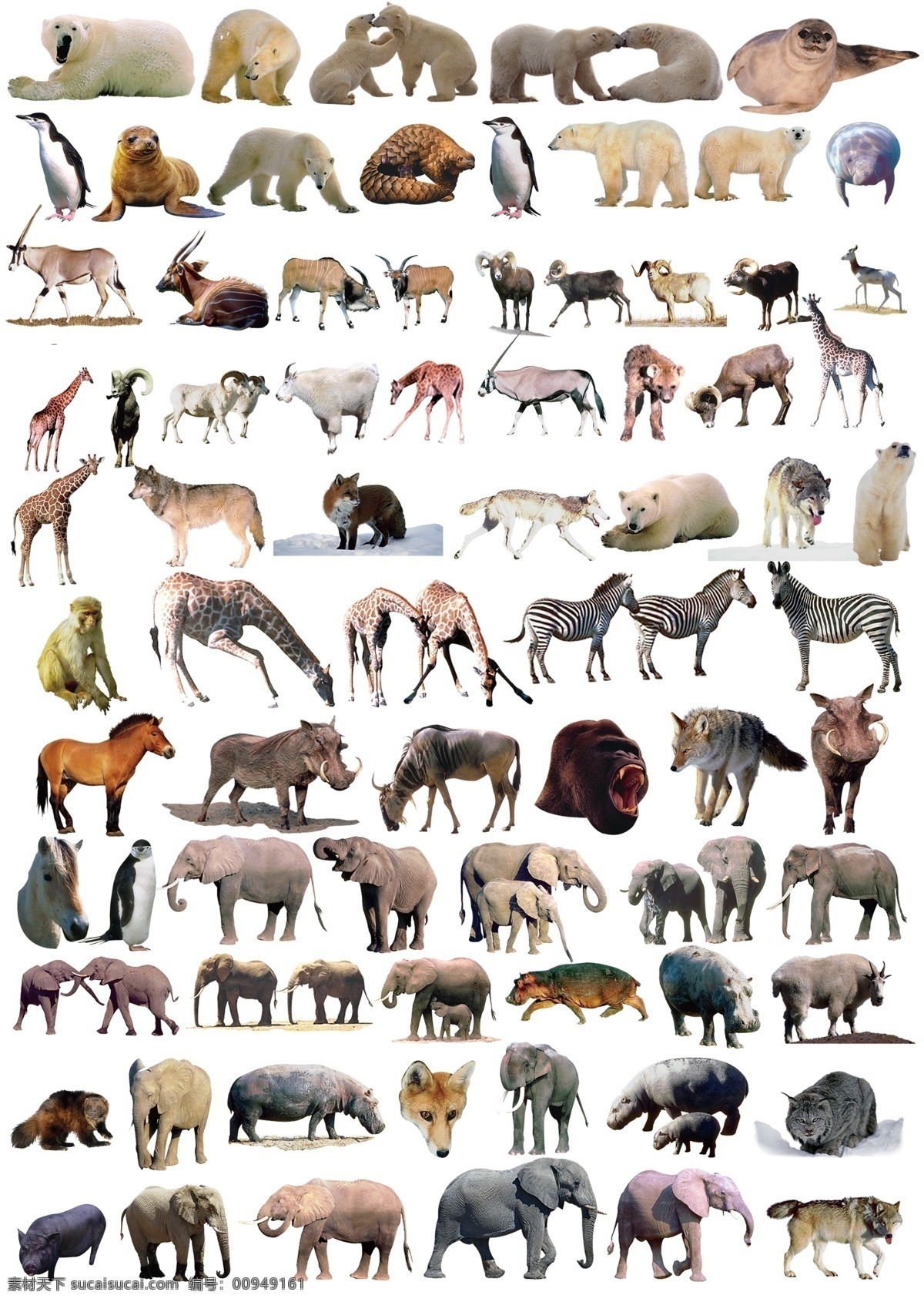 动物大全 动物 野生动物 分层 模板 野生动物素材 动物背景 稀有动物 大象 犀牛 企鹅 北极熊 psd素材 源文件