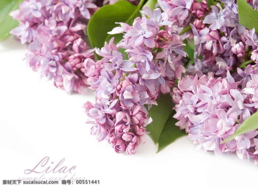 丁香花 花背景 花卉 插花 卡片 贺卡 紫丁香 粉色 粉色丁香 花草 生物世界