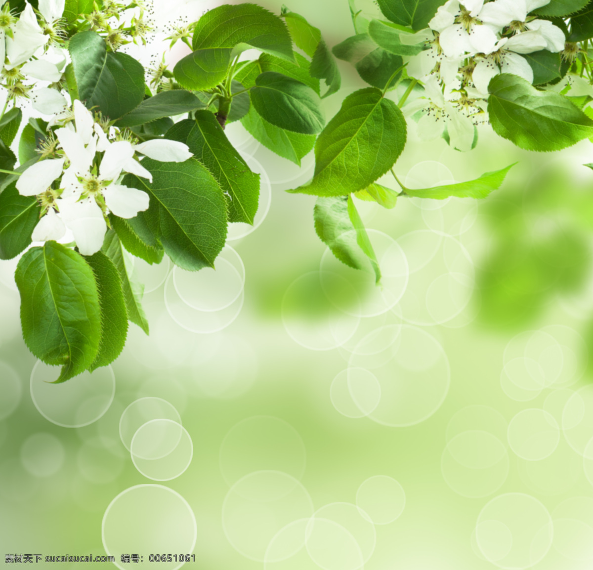 梦幻 鲜花 绿叶 背景 梦幻光斑 芽 嫩芽 春天背景 绿色背景 绿色清新背景 花草树木 生物世界