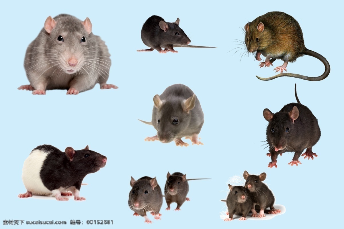 动物 老鼠素材 动物素材