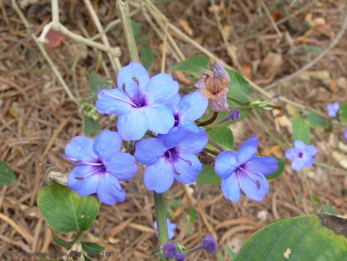 蓝色小花 蓝色 小花 蝴蝶 树林 特写 花草 生物世界