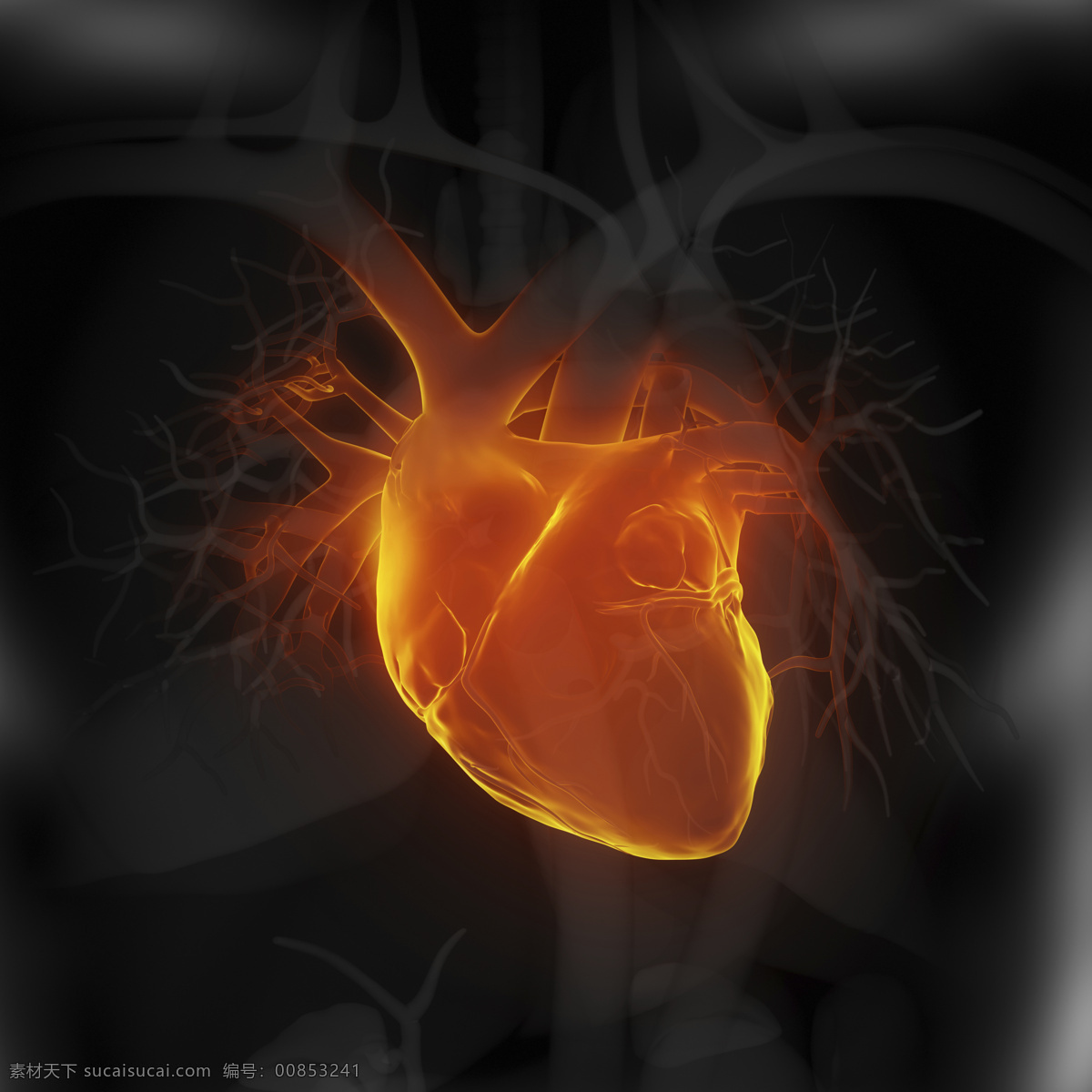 心脏 血管 器官 心脏器官 血管器官 人体器官 医疗科学 医学 人体器官图 人物图片
