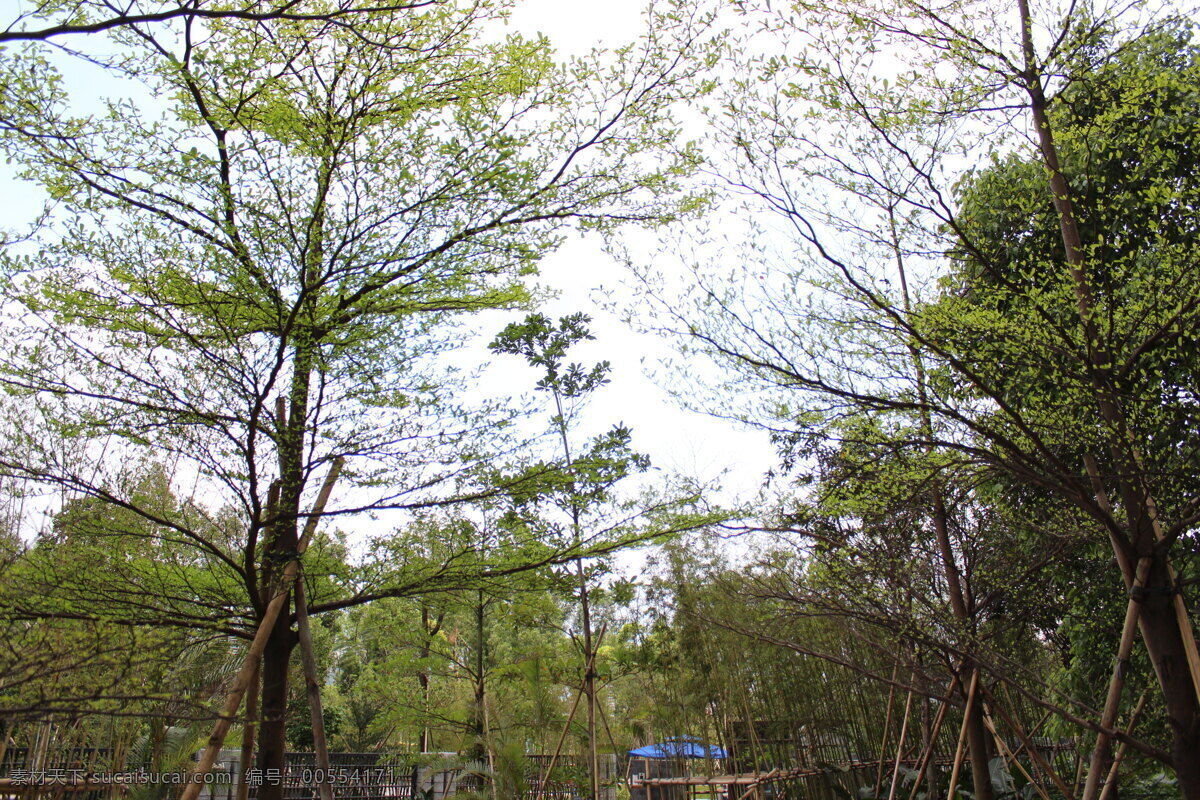 天空树林 天空 云层 园林 树阴 银杏 园林建筑 建筑园林