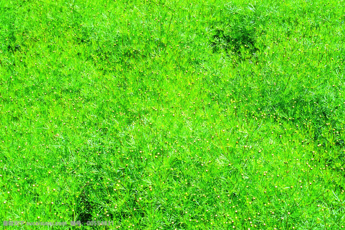 绿色草丛背景 实拍免费下载 背景 草丛 绿色 婚纱草地 风景 生活 旅游餐饮