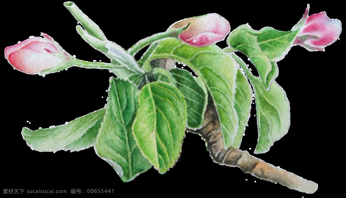 手绘 树上 花苞 透明 粉红色 绿色 免扣素材 生动 树枝 水彩 透明素材 叶子 装饰图案
