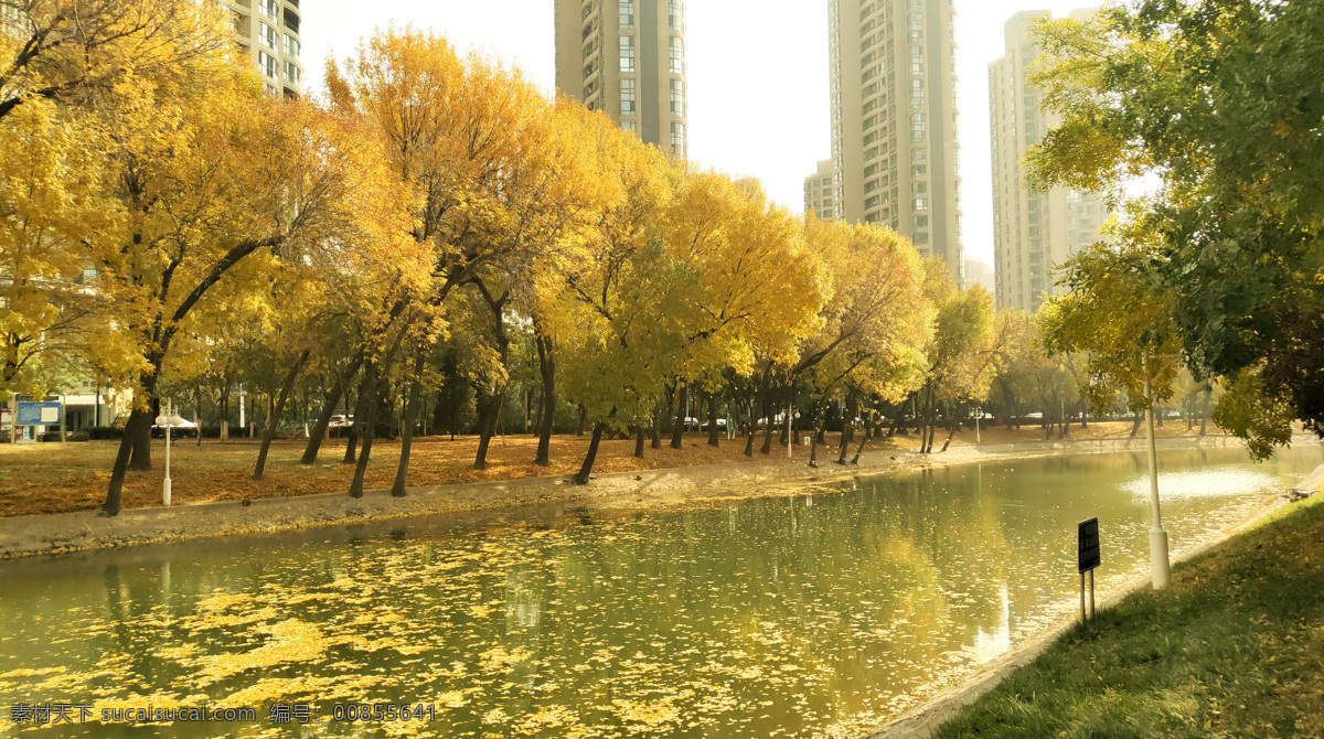 银杏树 天津 黄色 美景 风景 影子 阳光 银杏 秋季 秋天 河流 水流 自然景观