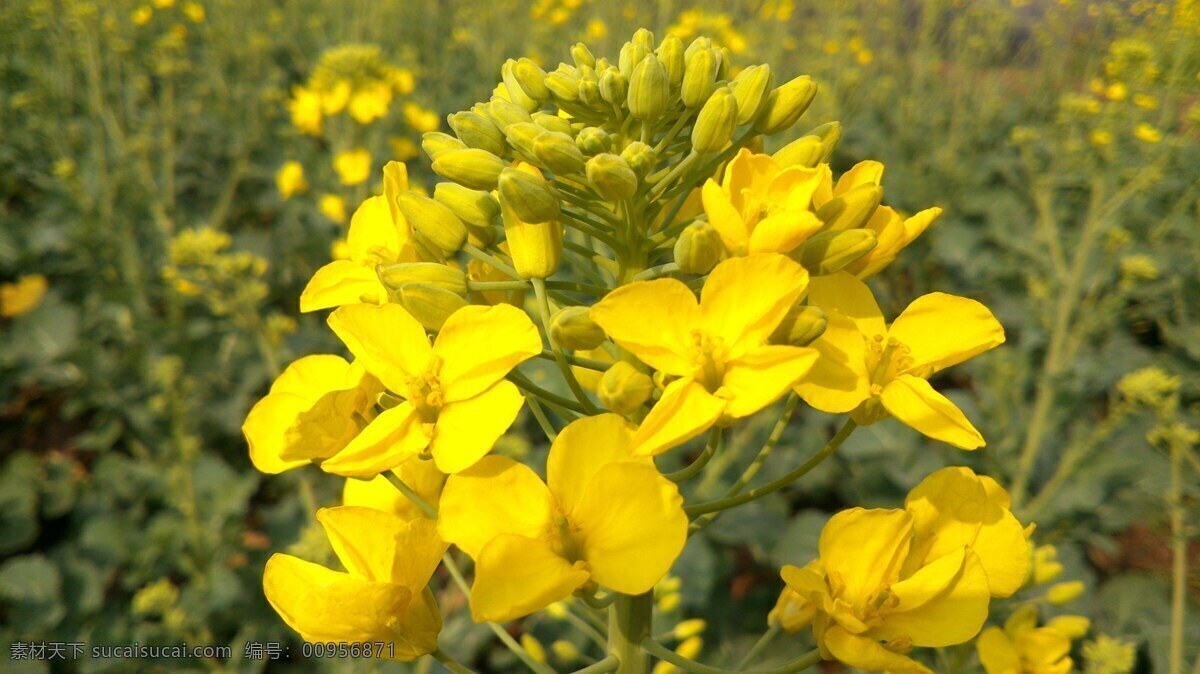 油菜花 春天 花草 金黄色 生物世界 鲜花 psd源文件