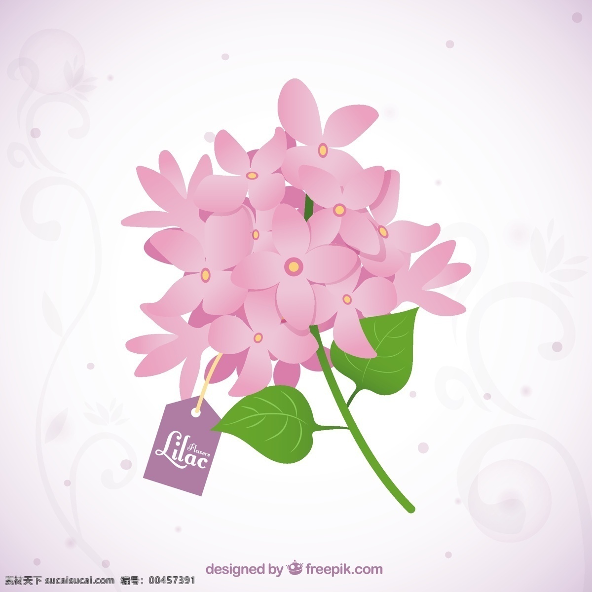 美丽 束 紫丁香 花 自然 春天 可爱 植物 装饰 花束 丁香 白色