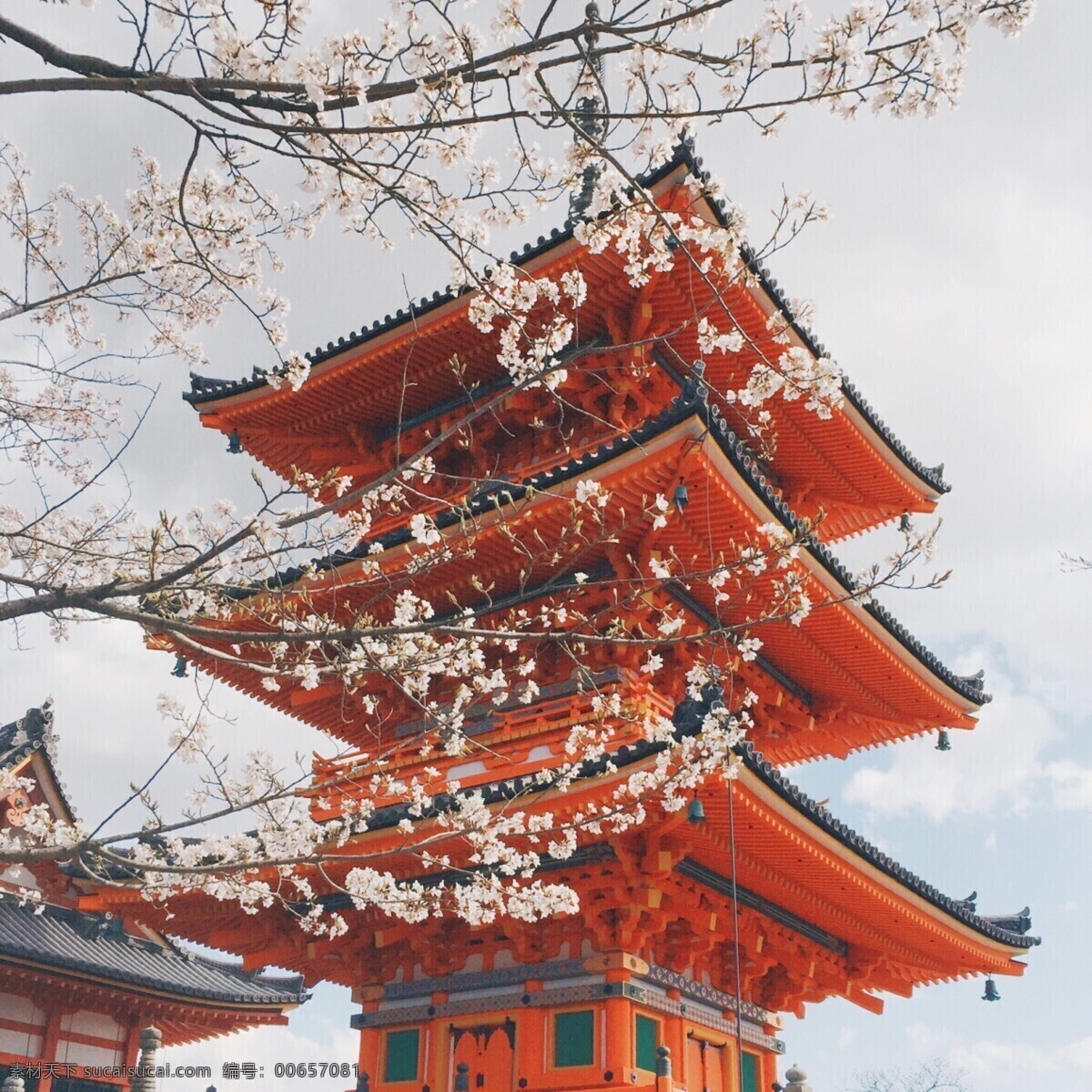 樱花 日本 风景 云朵 古风 自然景观 自然风景