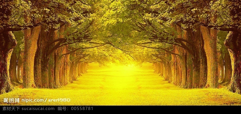 黄金树木 黄金大道 树 黄金 金光 环境设计 景观设计 设计图库