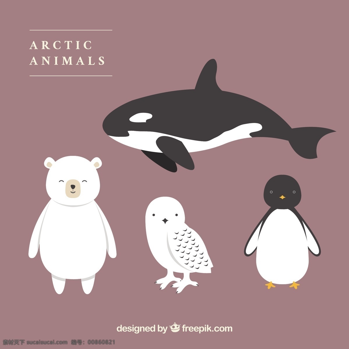 可爱 北极 动物 自然 冬天 猫头鹰 熊 企鹅 鲸鱼 冷 可爱的动物 野生的 北极熊 紫色