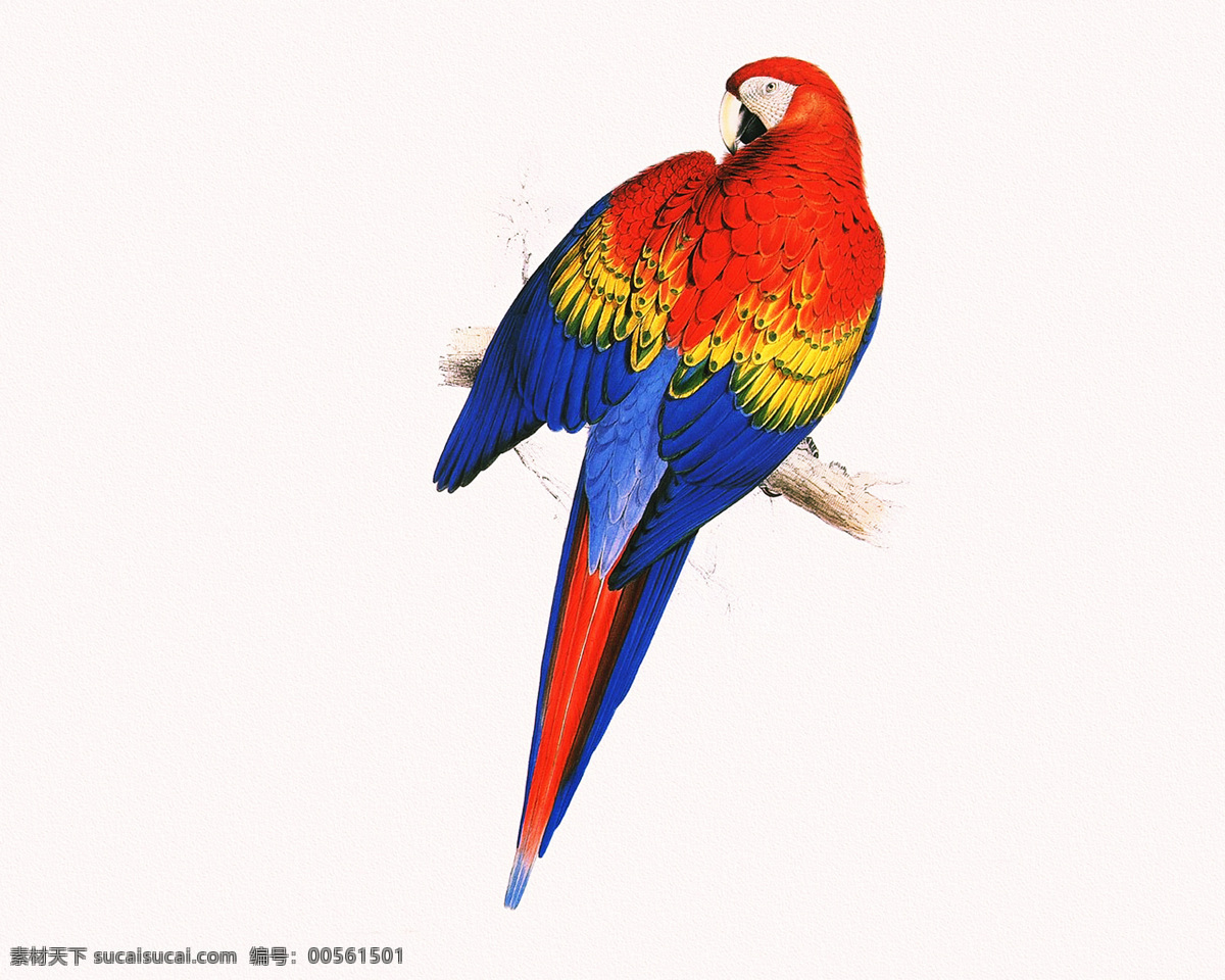 鹦鹉图片 鹦鹉 彩色鹦鹉 七彩鹦鹉 巴哥 美丽鹦鹉 鹦鹉素材 鸟类 特写 生物世界 设计素材 文化艺术 绘画书法