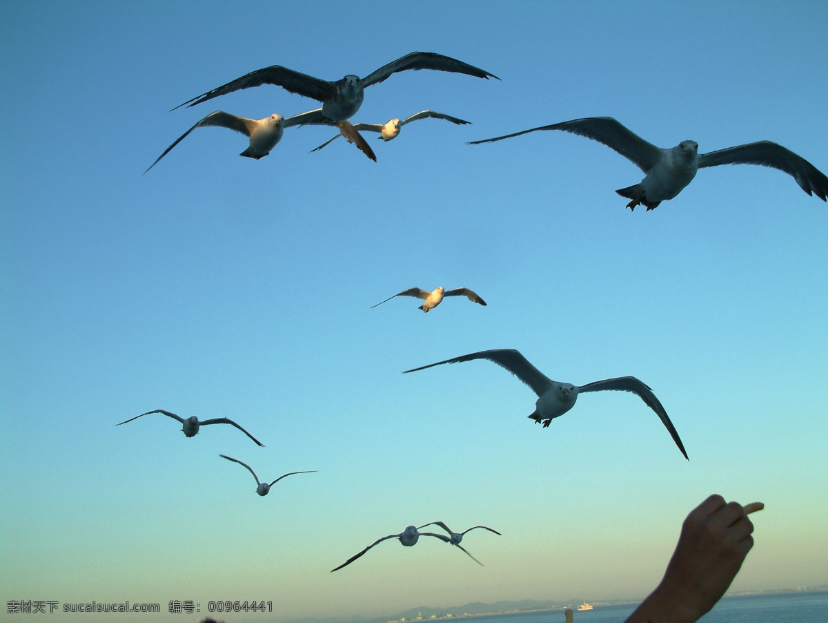海鸥 飞翔 友好的手 蓝天 人们 亲近 傍晚 霞光 海鸥随我远行 鸟类 生物世界