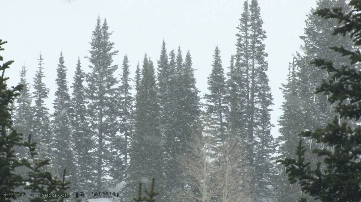 暴风雪 股票 视频 画面 松树 风 视频免费下载 树 雪 犹他州 常绿的松树 其他视频