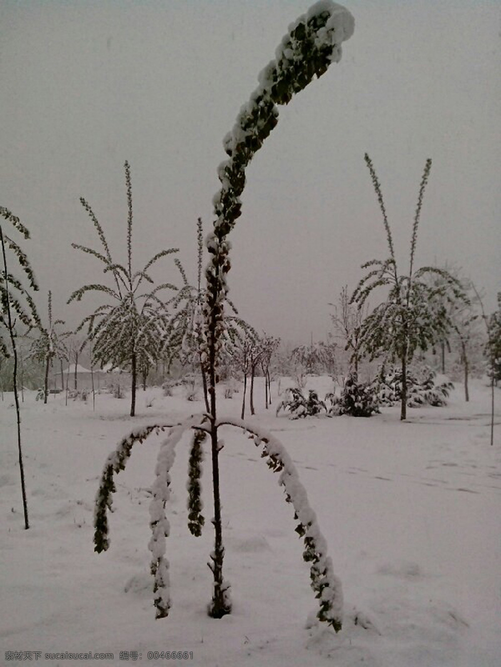 春天 场 雪 风 雪地 自然风景 自然景观 春天的一场雪 发芽树 psd源文件