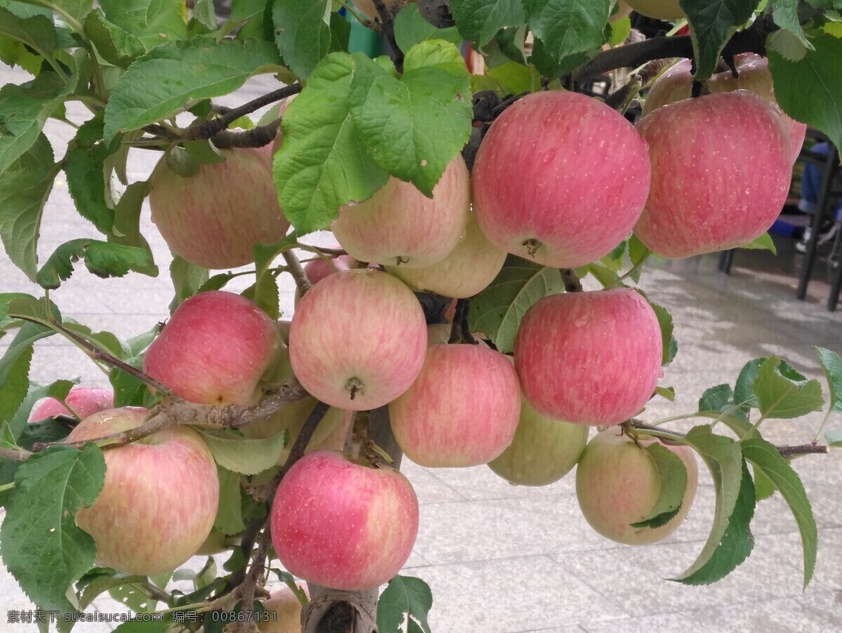 苹果图片 苹果 盆景苹果 喜庆苹果 盆景 苹果特写 盆栽 水果 果实 园林风景 枝叶 植物 花草 果品果实 生物世界