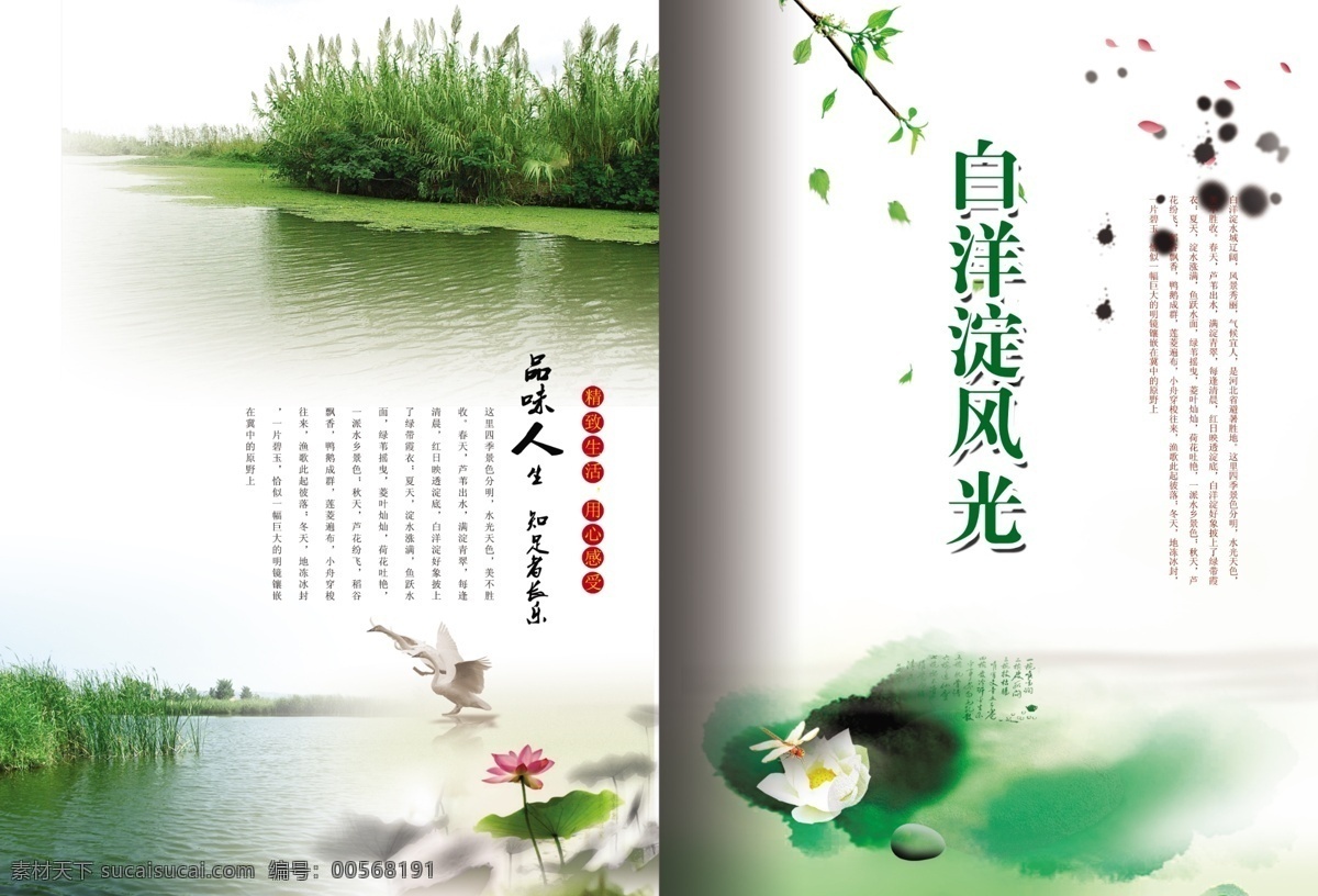 白洋淀画册 白洋淀风光 画册 白洋淀旅游 芦苇 芦苇荡 荷花 白鹭 蜻蜓 湖水 绿叶 墨迹 画册设计 广告设计模板 源文件