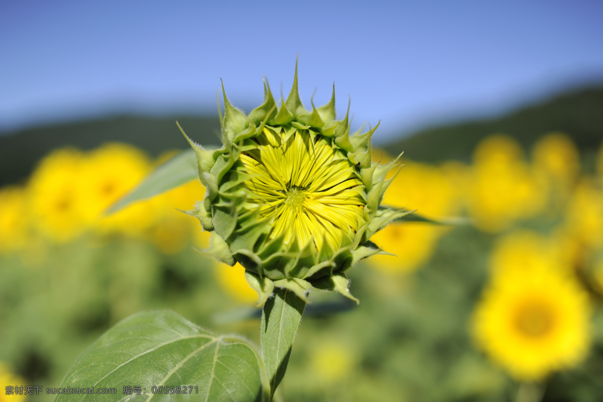 向日葵 含苞待放 葵花 特写 花卉 瓜子 葵花籽 花草 生物世界