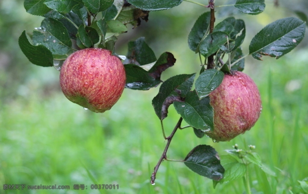 红富士 红苹果 夏苹果 丑苹果 嘎啦苹果 新鲜苹果 烟台苹果 富士苹果 水晶红富士 果园