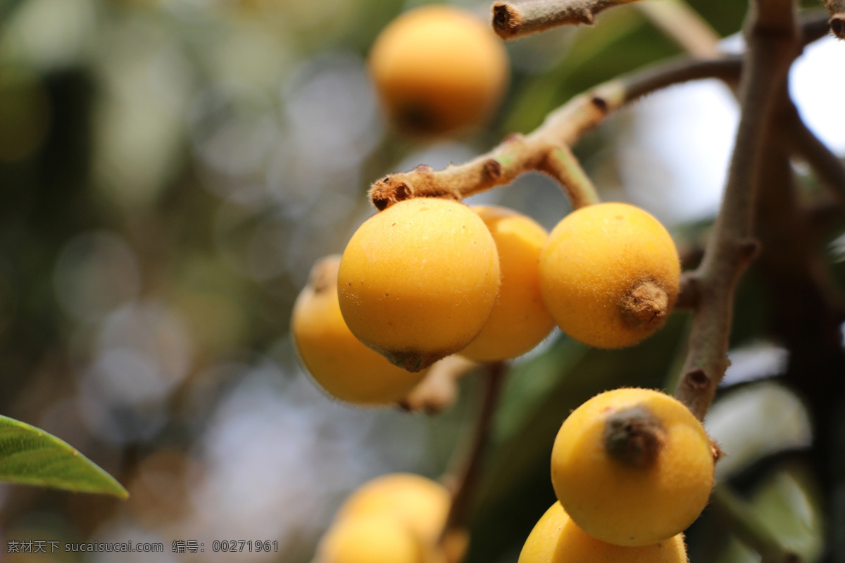 枇杷 水果 水果摄影 生态水果 阳光水果 野生枇杷 美食摄影 自然景观 自然风景