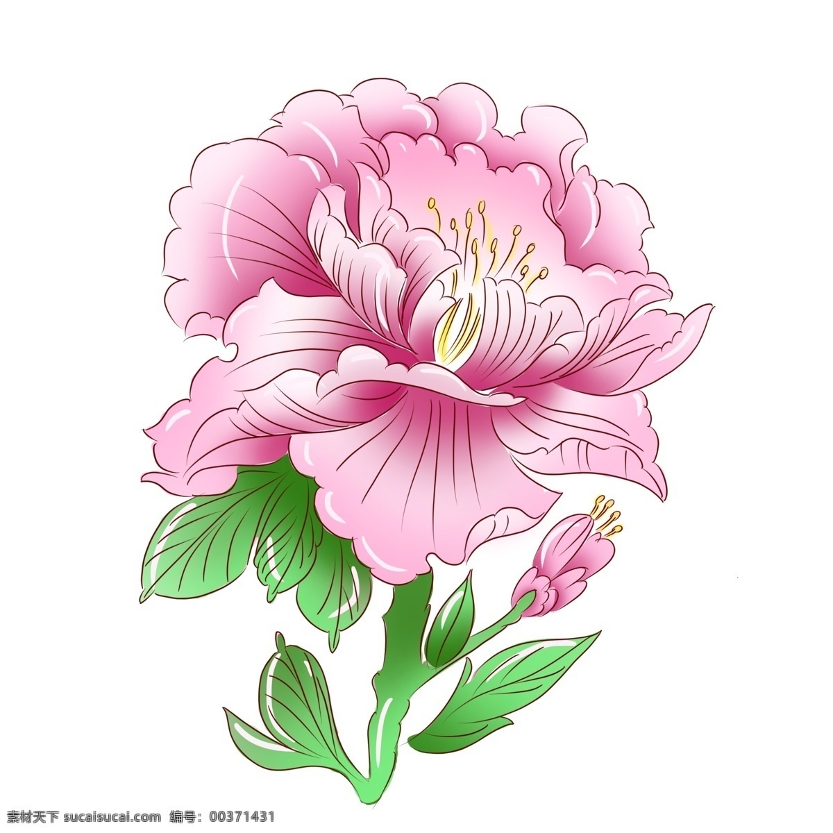 手绘 植物 粉红色 牡丹花 手绘花 手绘植物 手绘牡丹 花卉 牡丹