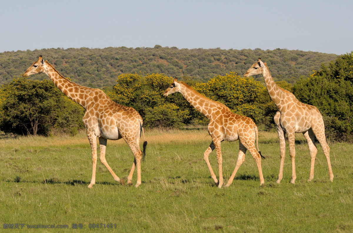 草原 上 三 只 长颈鹿 动物世界 动物摄影 非洲草原动物 陆地动物 生物世界