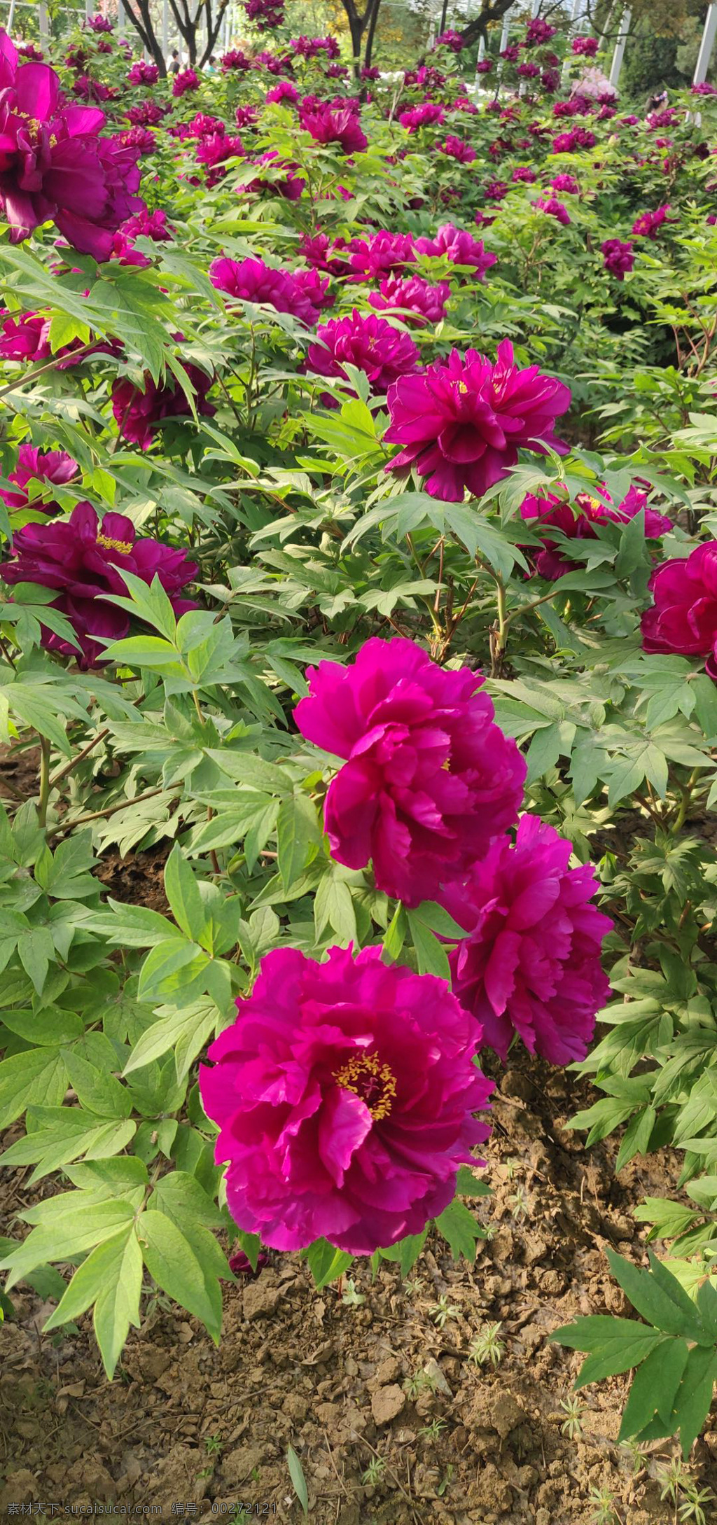 花 花朵 植物 实景牡丹图 旅游摄影 自然风景