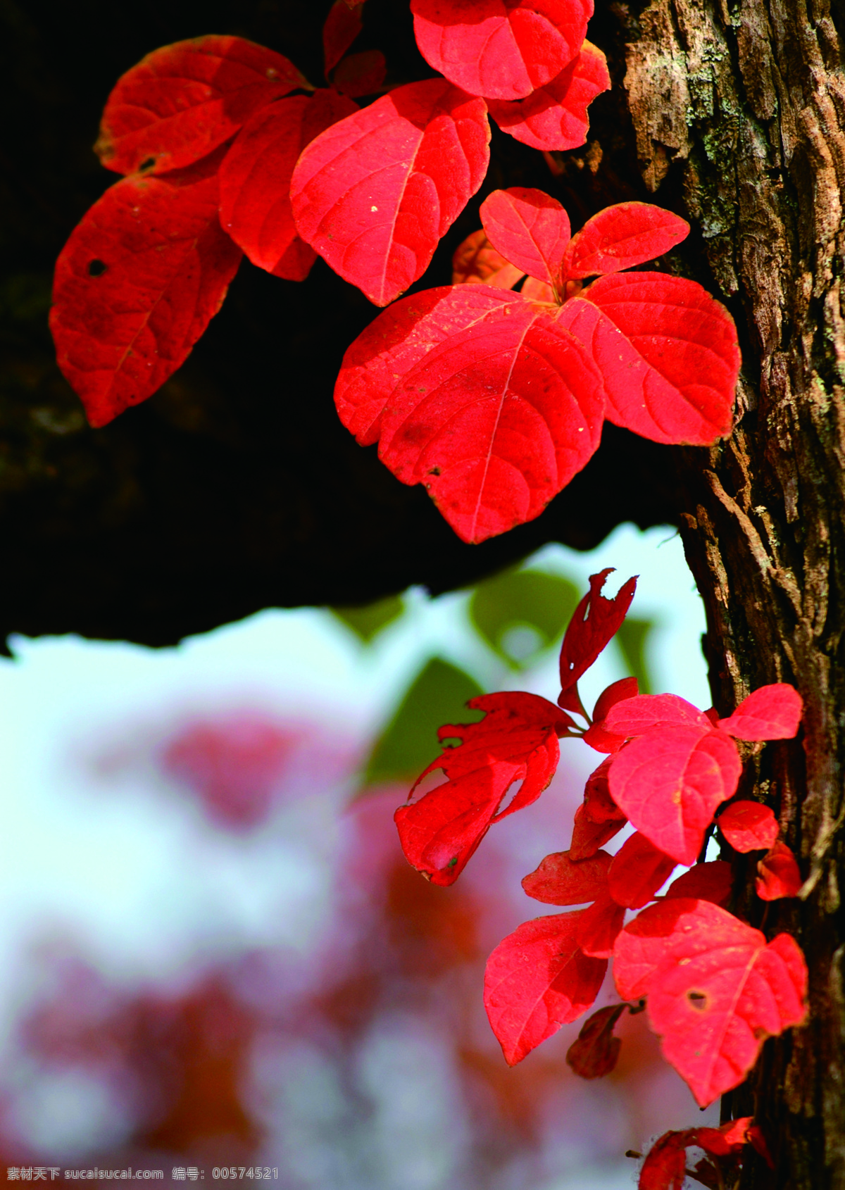 红色 树林 风景 图 红枫树 风景图 壁画 自然风景 生物世界 树木树叶
