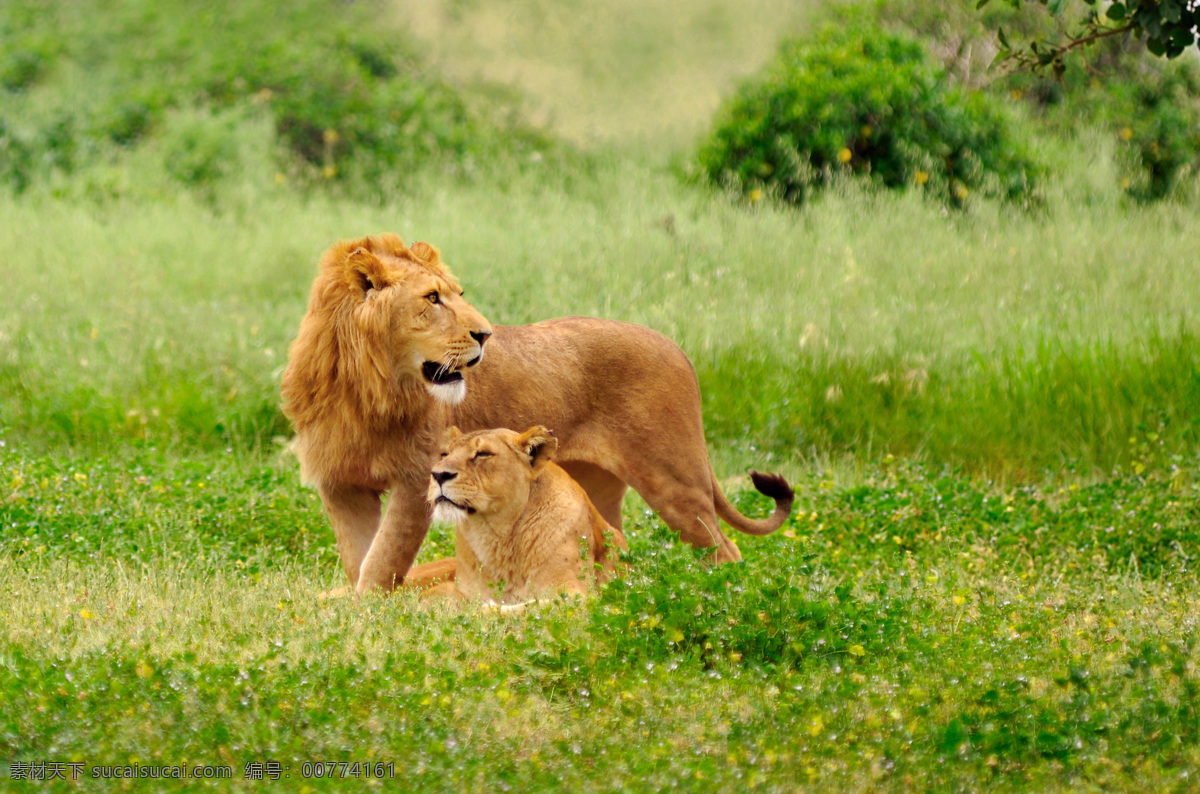 草原 上 狮子 动物世界 非洲草原 哺乳动物 野生动物 生物世界 摄影图 高清图片 陆地动物