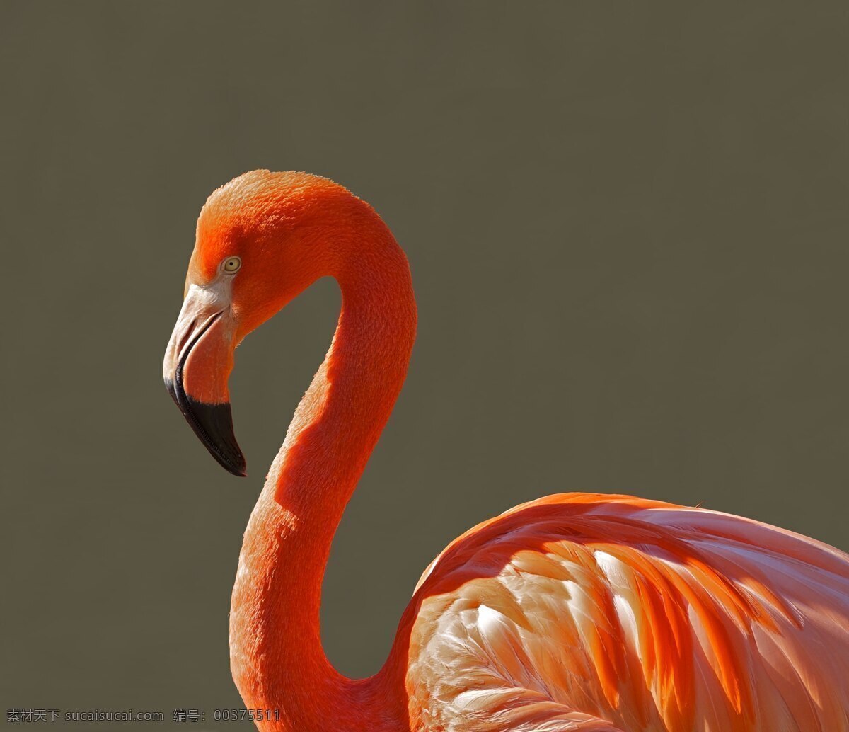火烈鸟 鸟 热带 颜色 动物 特写 橙色 多彩 生物世界 鸟类