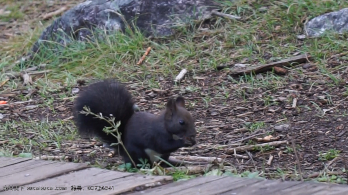 树林松鼠进食 高清 自然 清新 视频 野生 活力