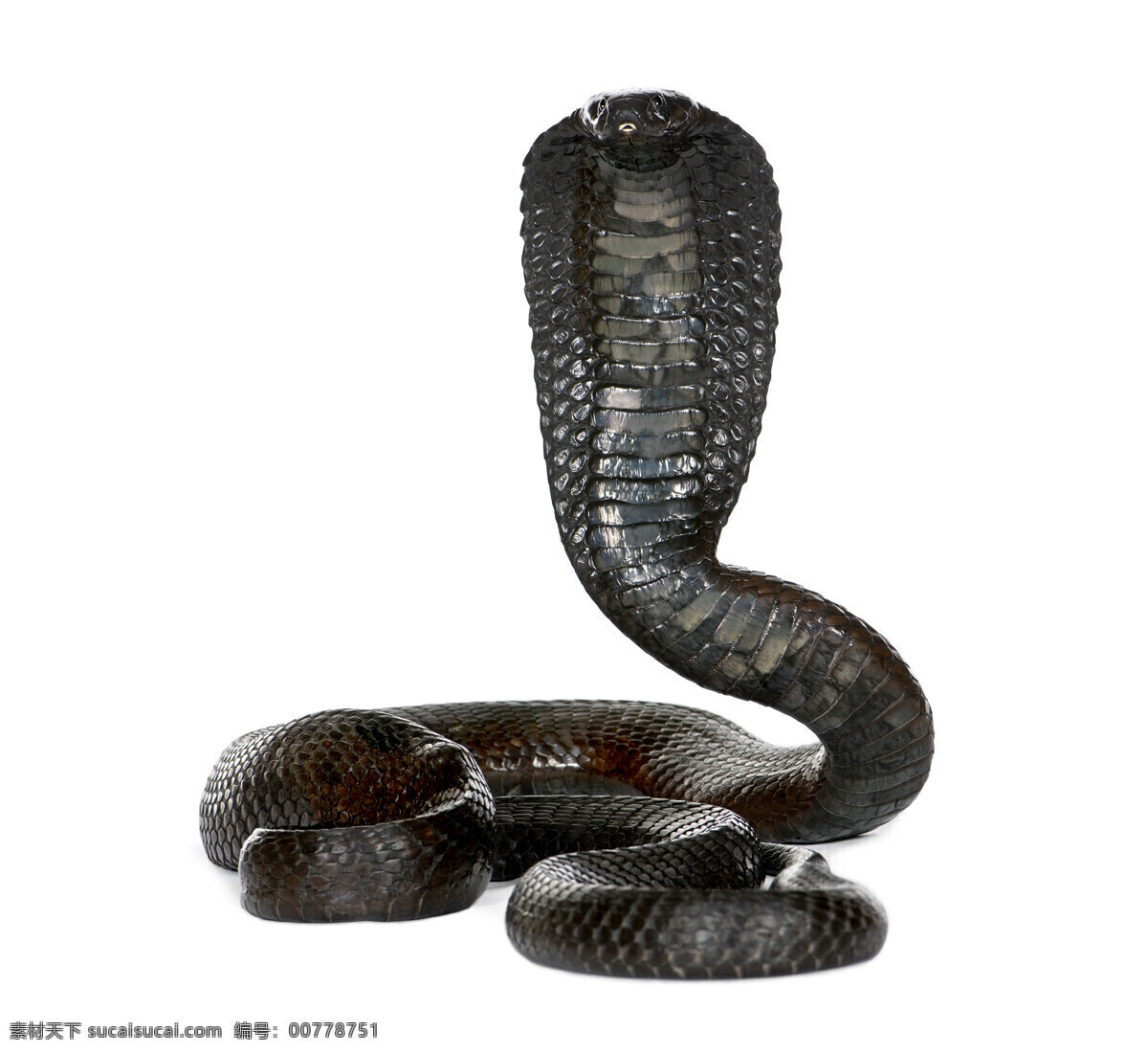 眼镜蛇 动物世界 野生动物 动物摄影 陆地动物 生物世界 白色