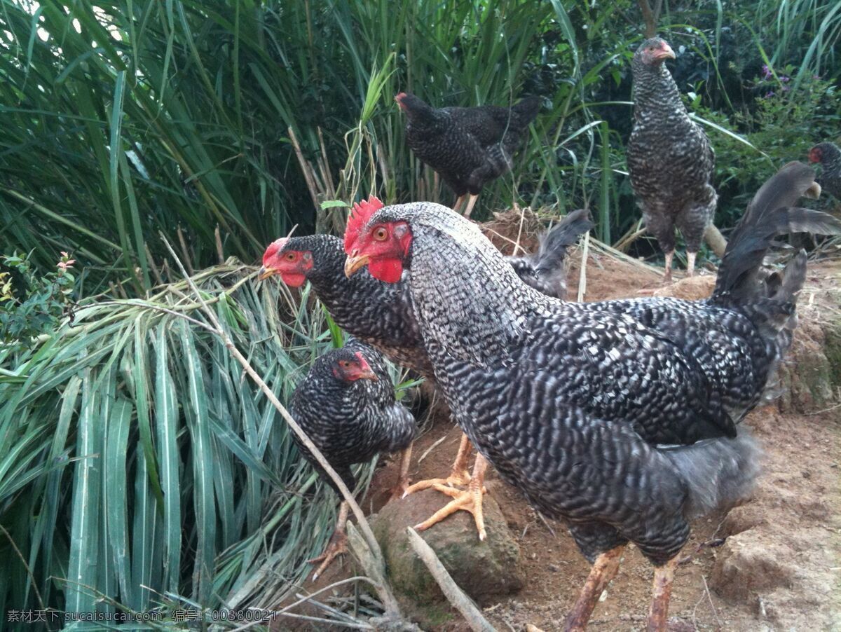 芦花鸡 鸡 家禽 动物 走地鸡 散养鸡 笨鸡 母鸡 农家土鸡 本地鸡 鸡蛋 牧场 摄影图片