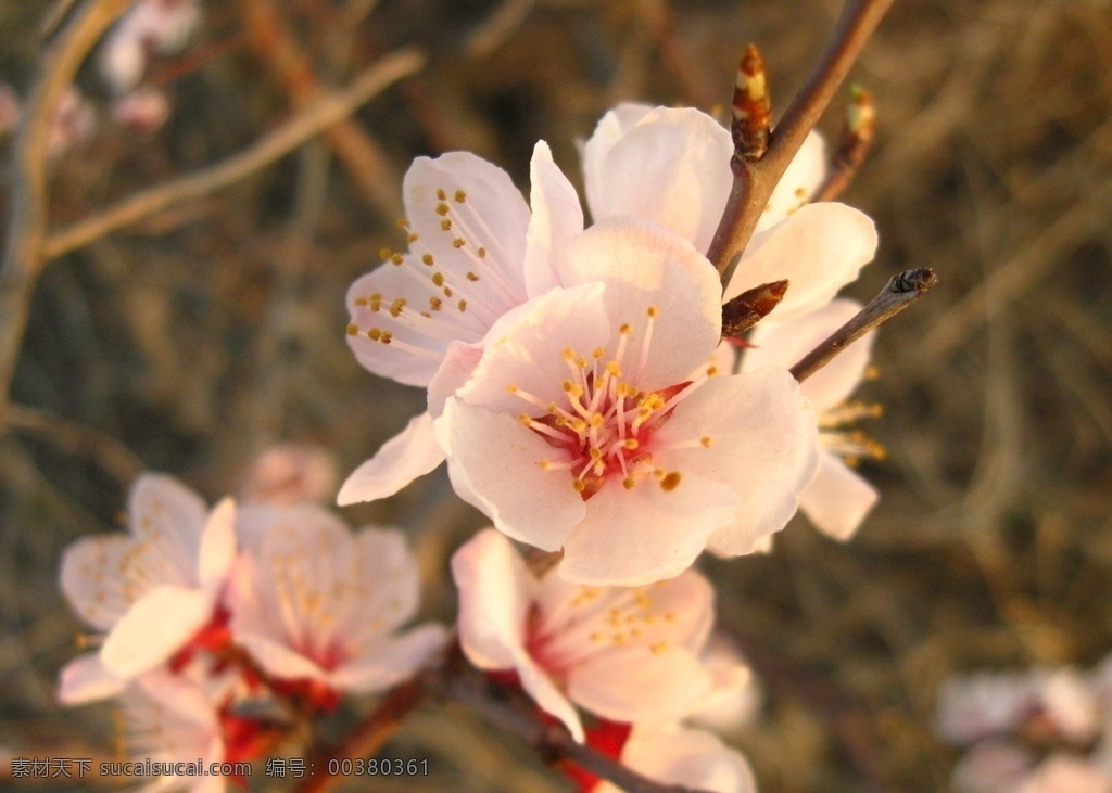 山杏花 壁纸 山杏 东北杏 生物世界 花草