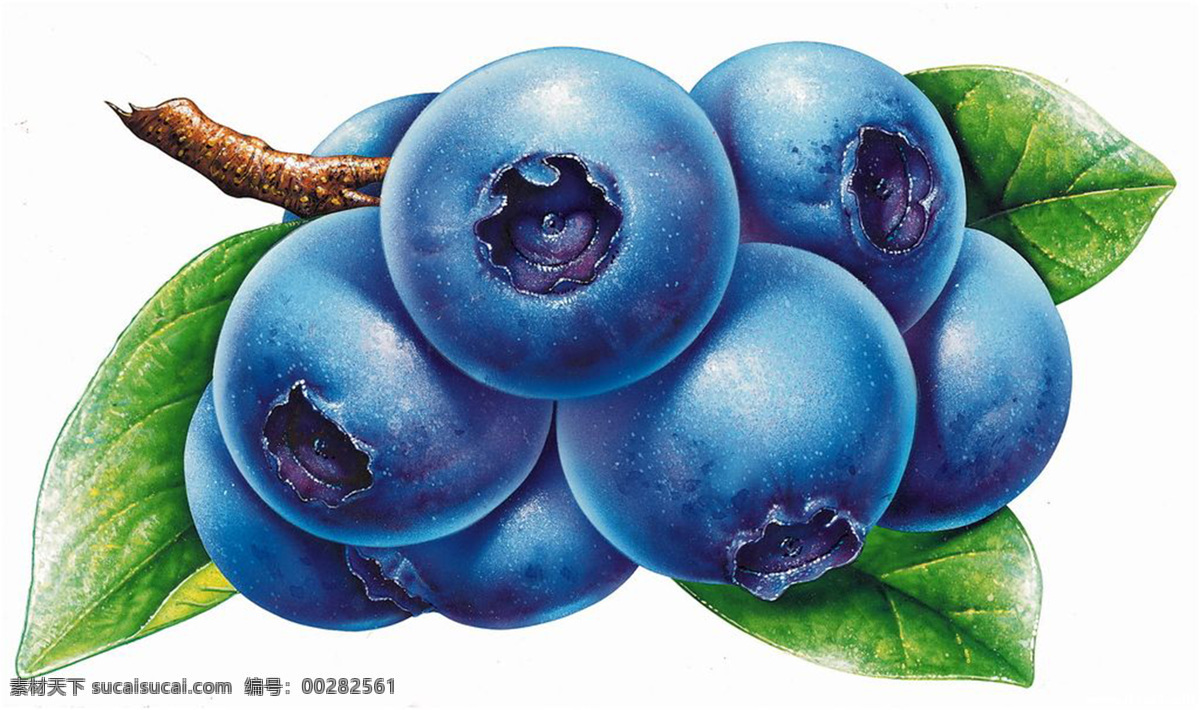 手绘蓝莓 手绘 水果 蓝莓 手绘水果 艺术 复古 水彩画 蓝莓果 写实 绘画书法 文化艺术