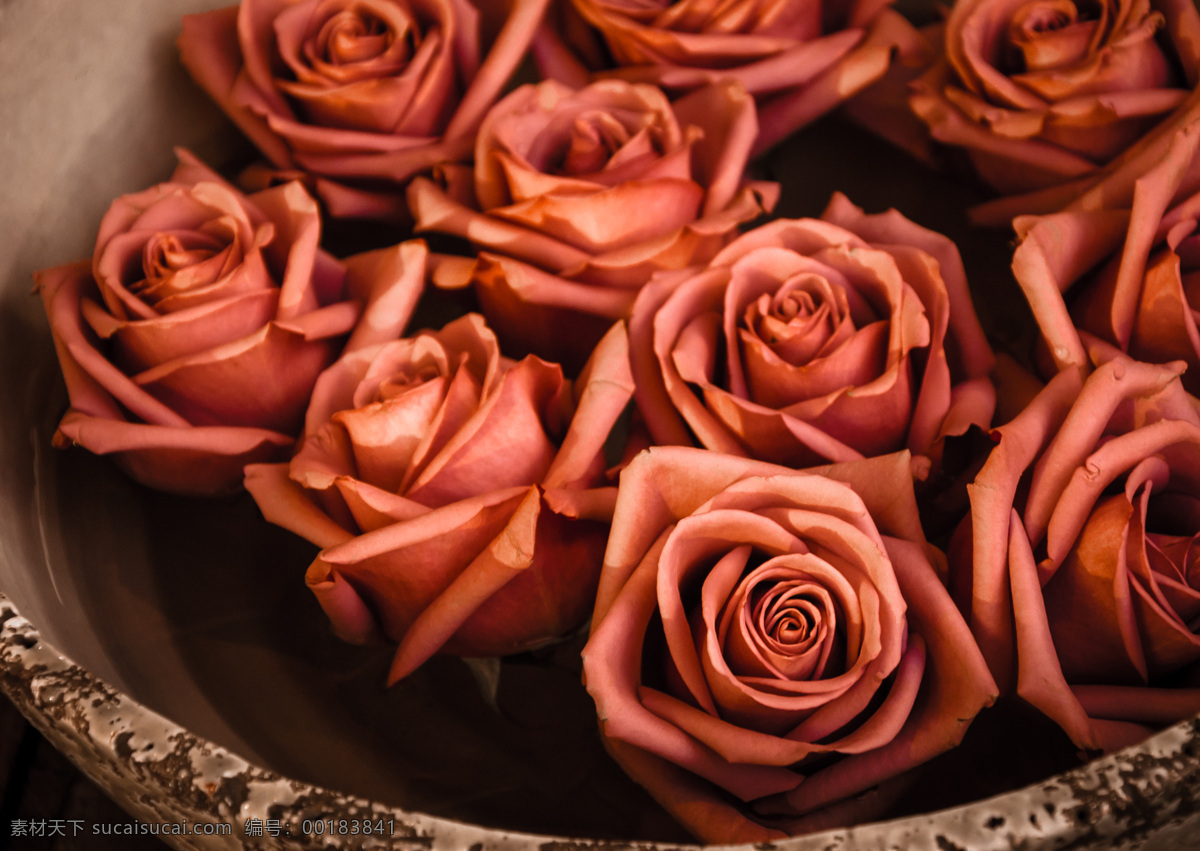 玫瑰花朵摄影 玫瑰花朵 美丽鲜花 美丽花朵 美丽花卉 鲜花摄影 红玫瑰 漂亮花朵 其他类别 生活百科 黑色