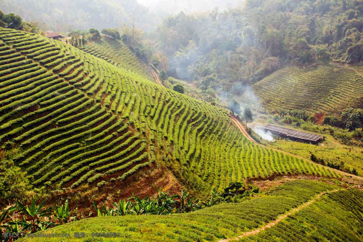 花茶 植物茶 茶叶 普洱茶 梯田茶园 自然风景 自然景观 黑色