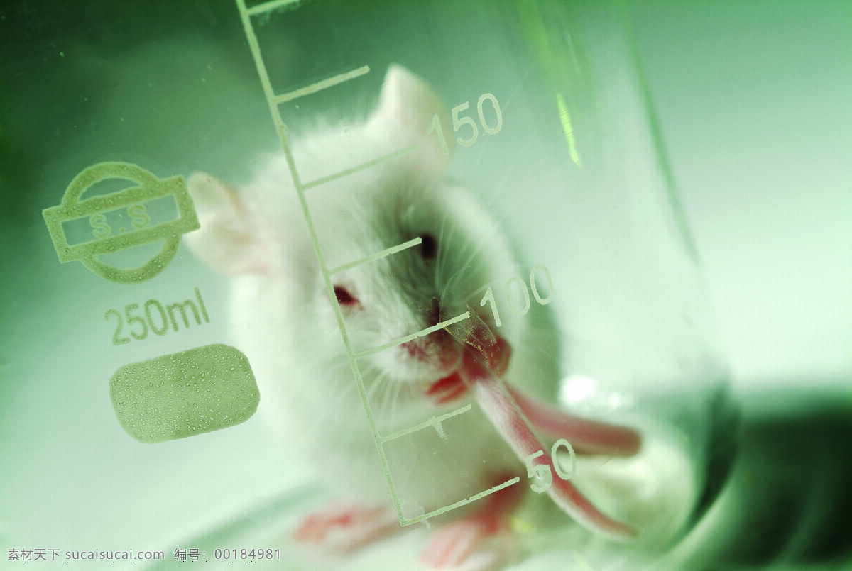 实验 小白 鼠 科学研究 小白鼠 科学实验 科技图片 现代科技