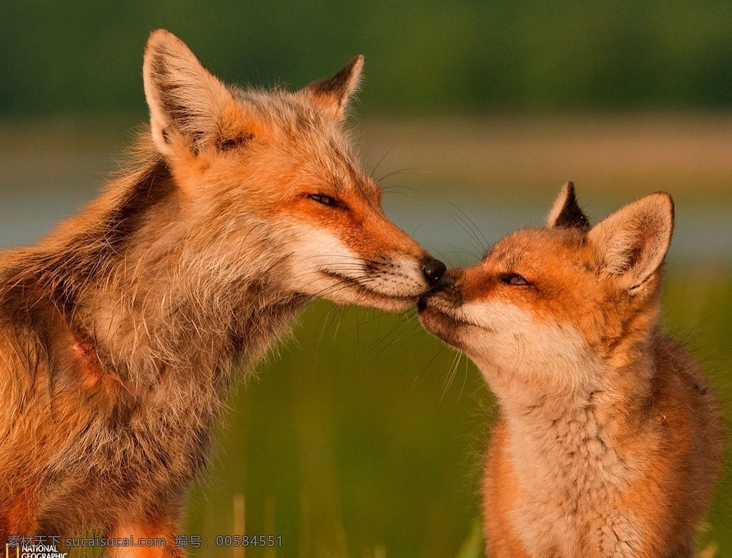 狐狸 火狐 红色狐狸 动物 两只狐狸 两只 亲情 野生动物 生物世界